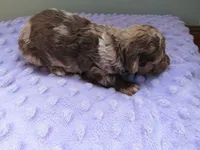 Raine, a female Poodle - Miniature  for sale in Buncombe, IL – Photo 4 of 8