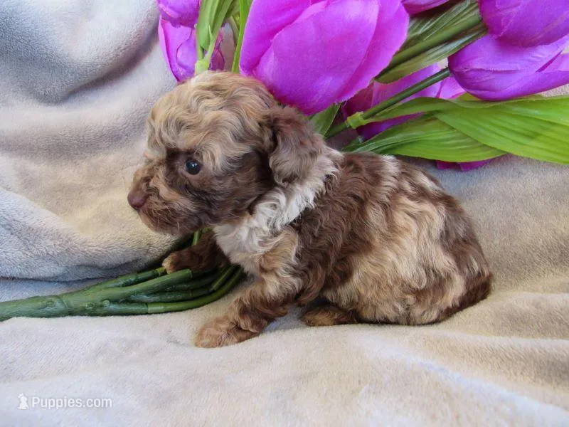 Raine – Poodle - Miniature  puppy for sale in Buncombe, IL