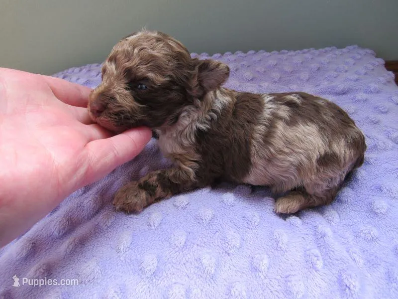 Raine – Poodle - Miniature  puppy for sale in Buncombe, IL