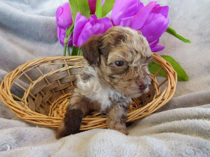 Raine – Poodle - Miniature  puppy on hold in Buncombe, IL