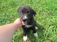 Toby, a male Siberian Husky and Labrador Retriever for sale in Buncombe, IL – 5 of 10