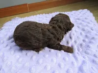 Hunter, a male Poodle - Miniature  for sale in Buncombe, IL – Photo 2 of 6