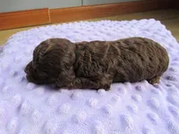 Hunter, a male Poodle - Miniature  for sale in Buncombe, IL – Photo 4 of 6