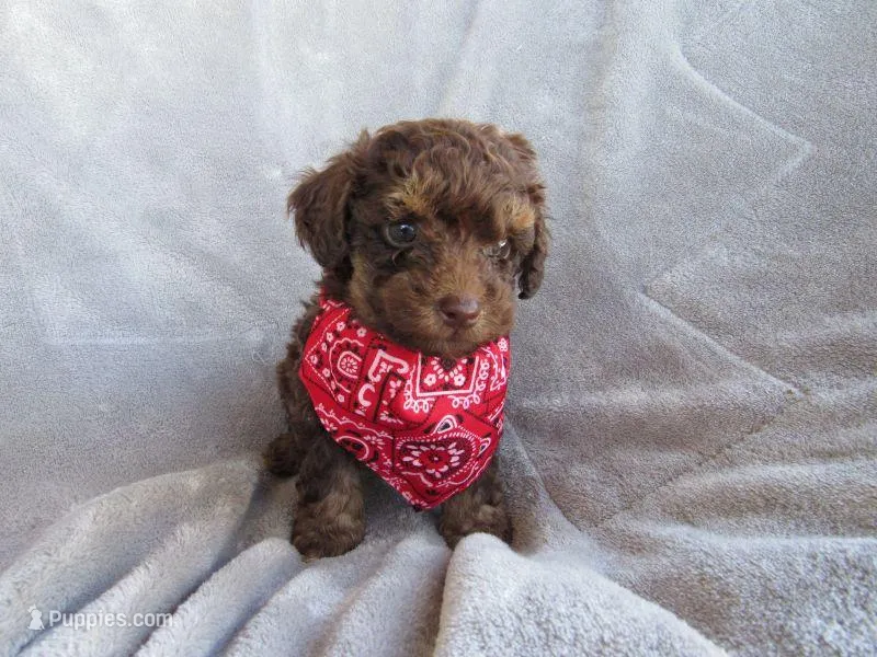 Hunter – Poodle - Miniature  puppy for sale in Buncombe, IL