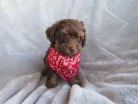 Hunter, a male Poodle - Miniature  for sale in Buncombe, IL – 1 of 9