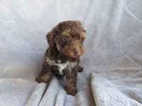 Hunter, a male Poodle - Miniature  for sale in Buncombe, IL – 5 of 9