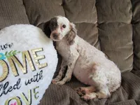 Hunter, a male Poodle - Miniature  for sale in Buncombe, IL – Photo 5 of 6