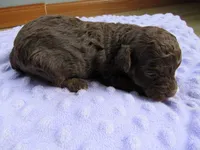 Hunter, a male Poodle - Miniature  for sale in Buncombe, IL – Photo 3 of 6