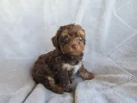 Hunter, a male Poodle - Miniature  for sale in Buncombe, IL – 4 of 9