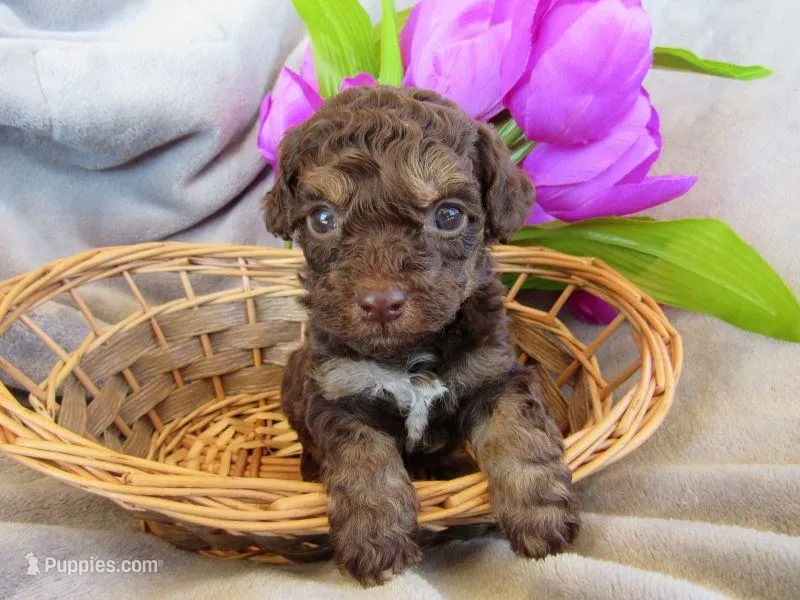 Hunter – Poodle - Miniature  puppy for sale in Buncombe, IL