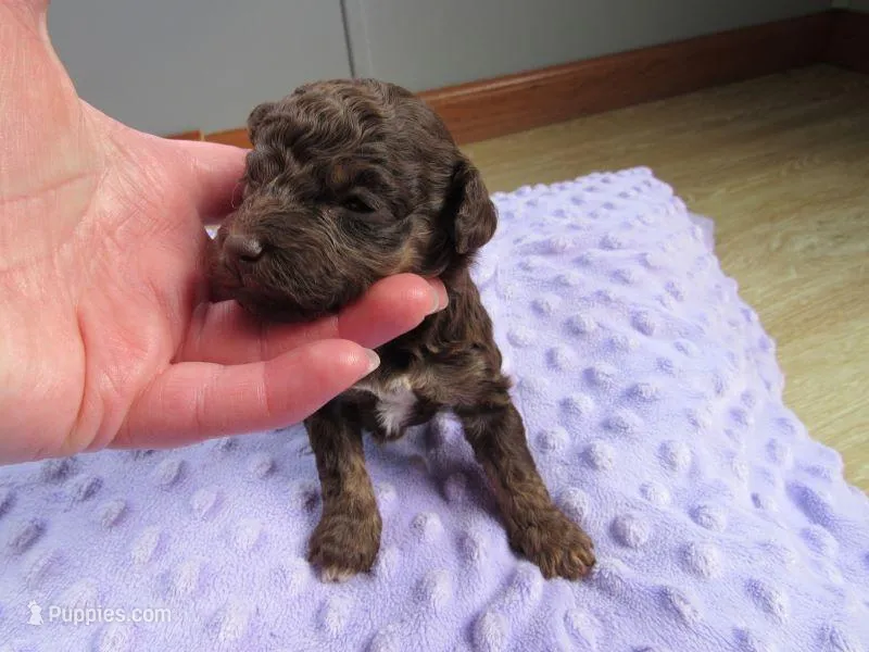 Hunter – Poodle - Miniature  puppy for sale in Buncombe, IL