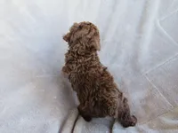 Hunter, a male Poodle - Miniature  for sale in Buncombe, IL – 6 of 9