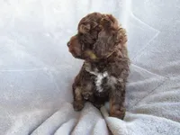 Hunter, a male Poodle - Miniature  for sale in Buncombe, IL – 3 of 9