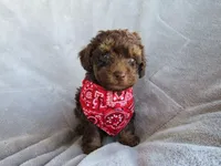 Hunter, a male Poodle - Miniature  for sale in Buncombe, IL – 2 of 9