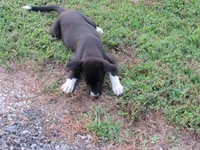 Jenny $20!!, a female Siberian Husky and Labrador Retriever for sale in Buncombe, IL – 2 of 7