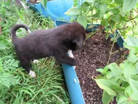 Toby, a male Siberian Husky and Labrador Retriever for sale in Buncombe, IL – 2 of 10