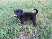 Jenny, a female Siberian Husky and Labrador Retriever for sale in Buncombe, IL – 3 of 6