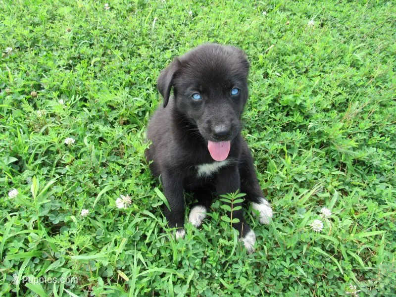 Freya – Siberian Husky, Labrador Retriever puppy for sale in Buncombe, IL