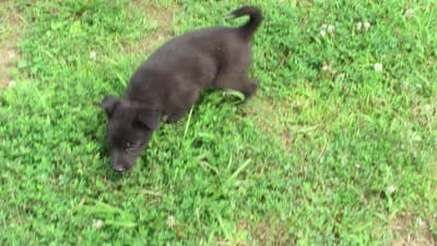 Tiny, a female Siberian Husky and Labrador Retriever for sale in Buncombe, IL – 4 of 7