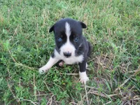 Rose, a female Siberian Husky and Labrador Retriever for sale in Buncombe, IL – 7 of 7