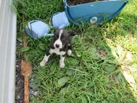 Heidi, a female Siberian Husky and Labrador Retriever for sale in Buncombe, IL – 3 of 9