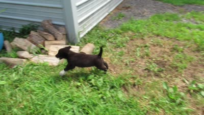 Wiggles, a female Siberian Husky and Labrador Retriever for sale in Buncombe, IL – 8 of 10