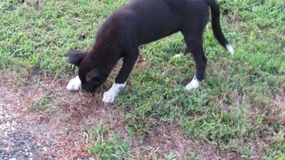 Jenny $20!!, a female Siberian Husky and Labrador Retriever for sale in Buncombe, IL – 7 of 7