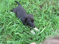 Mia, a female Siberian Husky and Labrador Retriever for sale in Buncombe, IL – 3 of 9
