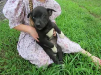 Mia, a female Siberian Husky and Labrador Retriever for sale in Buncombe, IL – 1 of 9