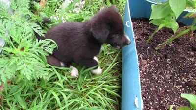 Toby, a male Siberian Husky and Labrador Retriever for sale in Buncombe, IL – 7 of 10