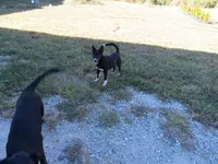 Jenny free!!, a female Siberian Husky and Labrador Retriever for sale in Buncombe, IL – 3 of 8