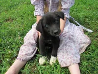 Wiggles, a female Siberian Husky and Labrador Retriever for sale in Buncombe, IL – 1 of 10