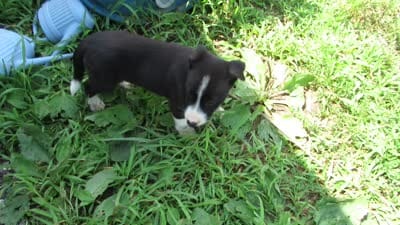 Heidi, a female Siberian Husky and Labrador Retriever for sale in Buncombe, IL – 7 of 9