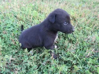 Max, a male Siberian Husky and Labrador Retriever for sale in Buncombe, IL – 2 of 6