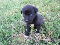 Freya, a female Siberian Husky and Labrador Retriever for sale in Buncombe, IL – 4 of 6