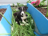 Rose, a female Siberian Husky and Labrador Retriever for sale in Buncombe, IL – 1 of 9