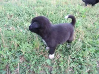 Toby, a male Siberian Husky and Labrador Retriever for sale in Buncombe, IL – 5 of 7