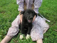 Wiggles, a female Siberian Husky and Labrador Retriever for sale in Buncombe, IL – 3 of 10