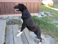 Jenny free!!, a female Siberian Husky and Labrador Retriever for sale in Buncombe, IL – 2 of 8