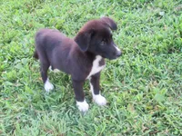 Toby $20!!, a male Siberian Husky and Labrador Retriever for sale in Buncombe, IL – 1 of 10