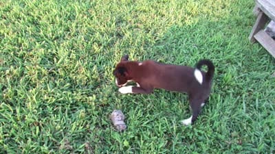 Rose $20!!, a female Siberian Husky and Labrador Retriever for sale in Buncombe, IL – 9 of 10