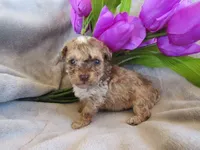 Stormy, a female Poodle - Miniature  for sale in Buncombe, IL – 4 of 7