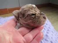 Stormy, a female Poodle - Miniature  for sale in Buncombe, IL – Photo 5 of 9