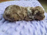 Stormy, a female Poodle - Miniature  for sale in Buncombe, IL – Photo 7 of 9