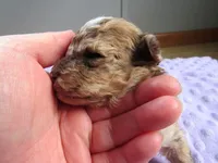 Stormy, a female Poodle - Miniature  for sale in Buncombe, IL – Photo 4 of 9