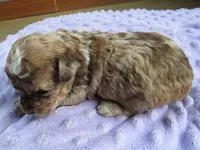 Stormy, a female Poodle - Miniature  for sale in Buncombe, IL – Photo 2 of 9