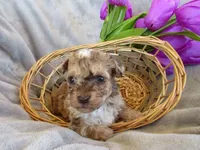 Stormy, a female Poodle - Miniature  for sale in Buncombe, IL – 1 of 7