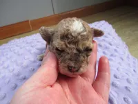 Stormy, a female Poodle - Miniature  for sale in Buncombe, IL – Photo 3 of 9