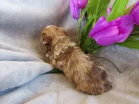 Stormy, a female Poodle - Miniature  for sale in Buncombe, IL – 2 of 7