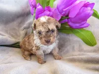 Stormy, a female Poodle - Miniature  for sale in Buncombe, IL – 3 of 7